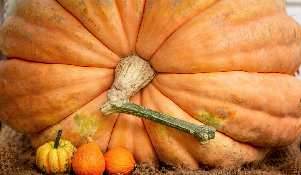 closeup of a giant pumpkin close to regular sized pumpkins