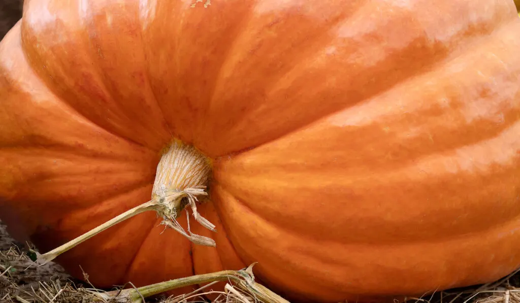 closeup of a giant pumpkin