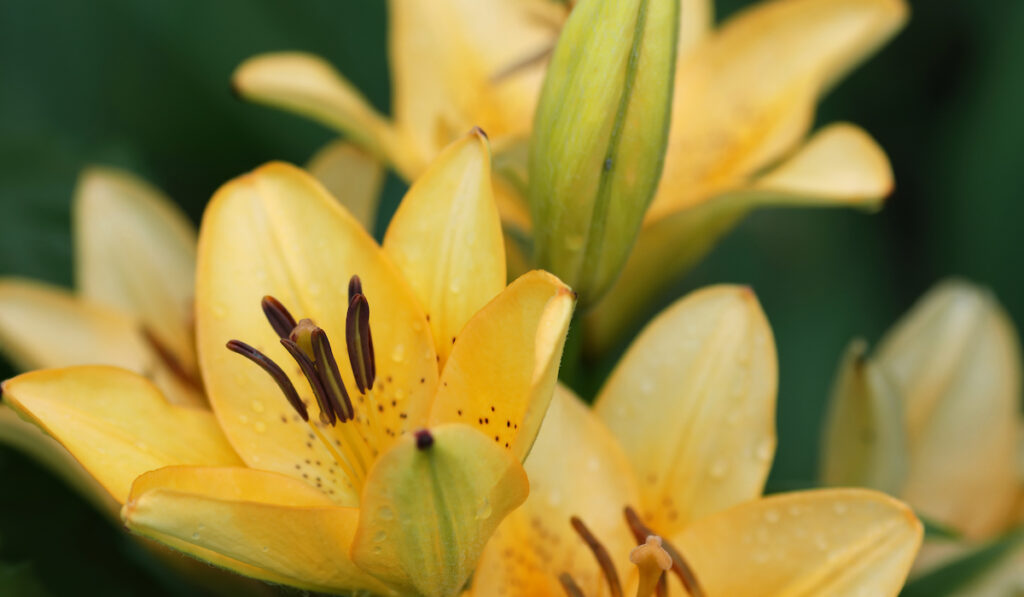 closeup of an asiatic hybrid lily