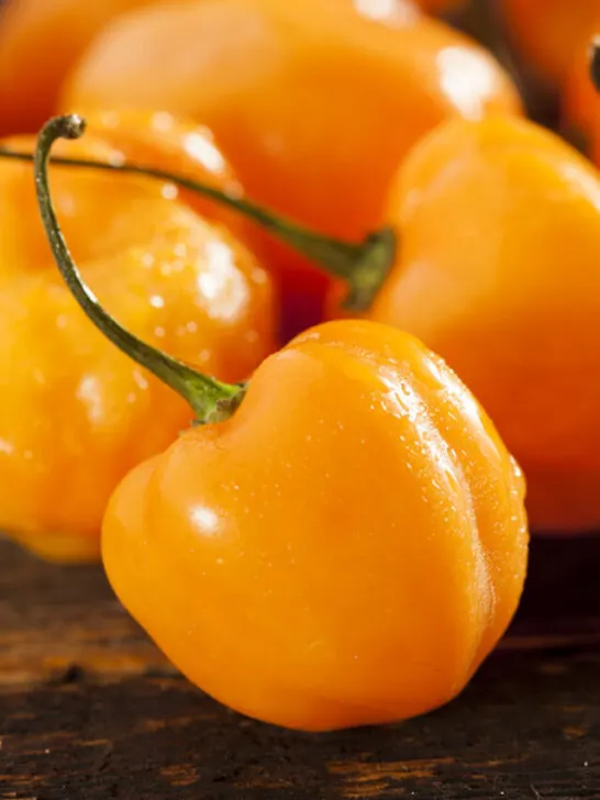 habanero peppers