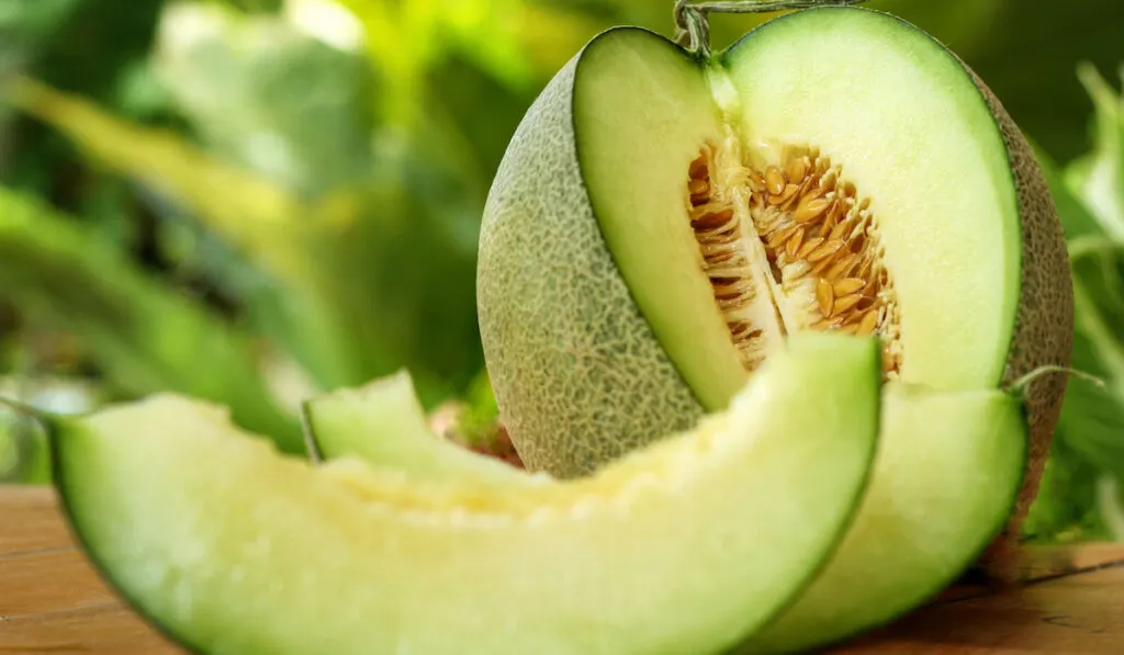 delicious looking honeydew melon