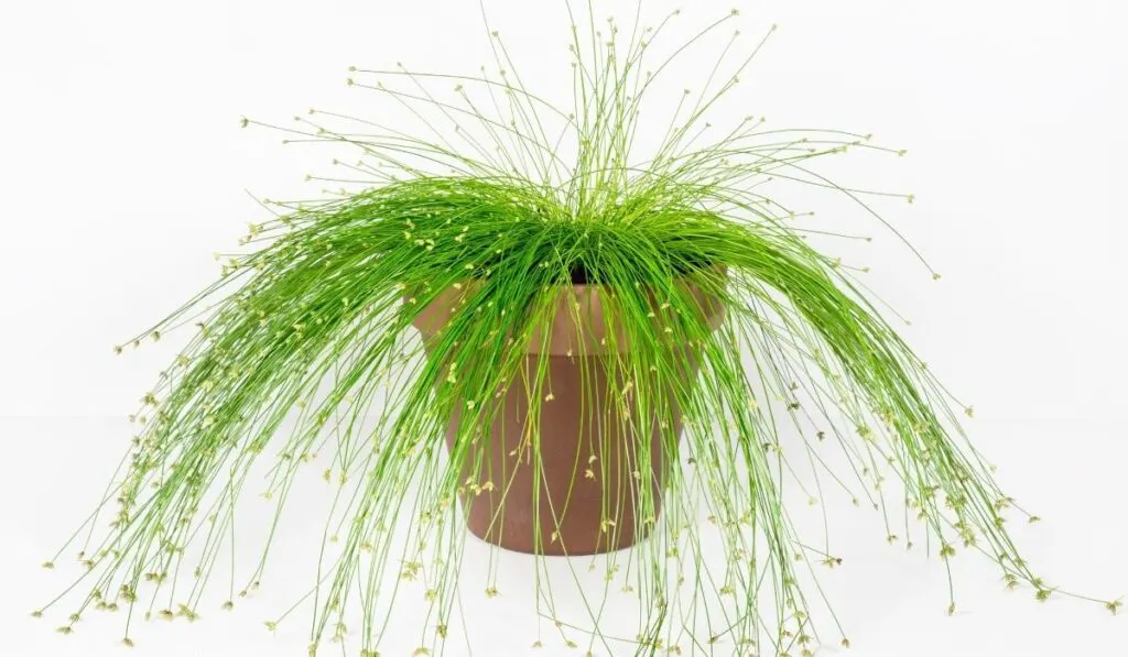 fiber optic grass planted on a pot