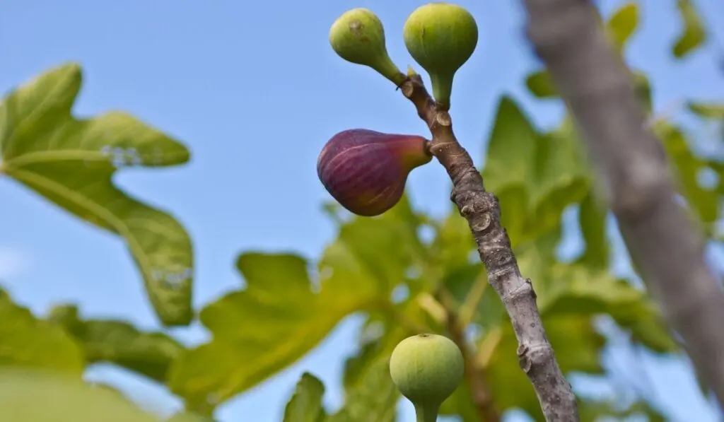 figs on a fig tree