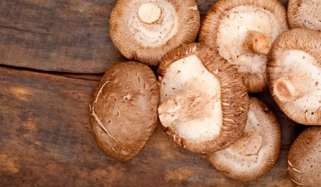 fresh Shiitake Mushrooms