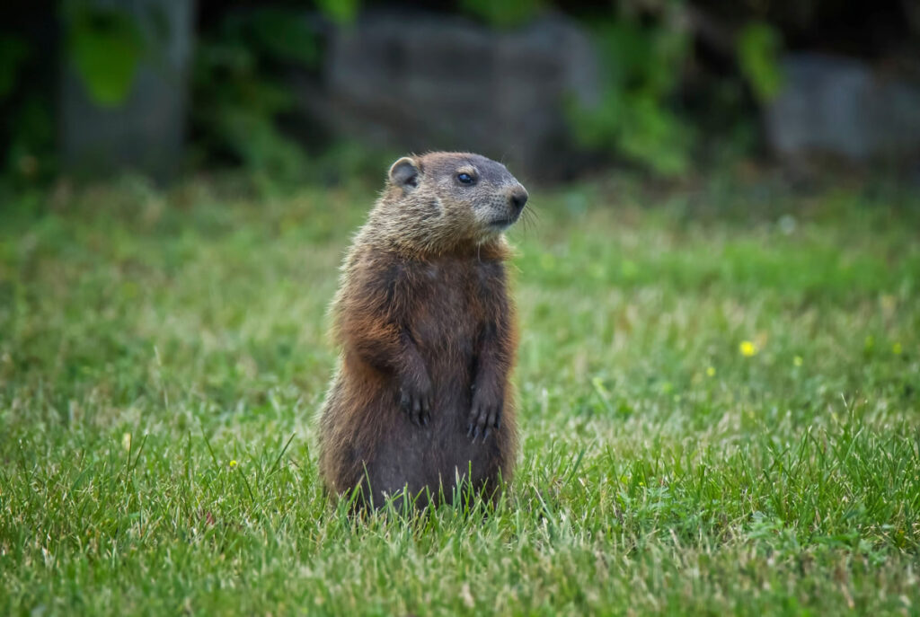 groundhog standing at the middle of the garden 