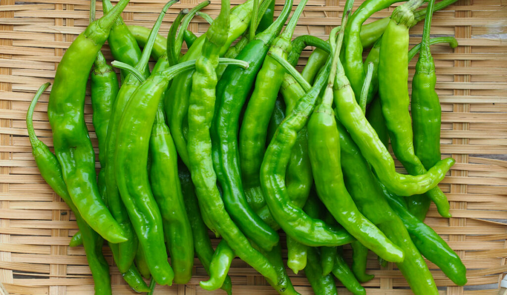 guindilla peppers