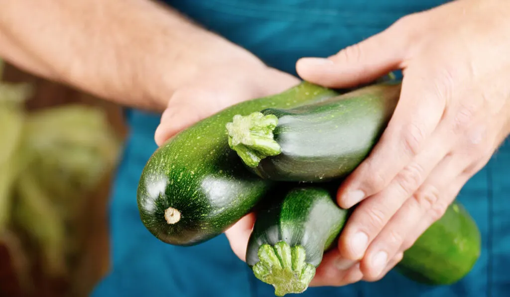 holding fresh zucchini
