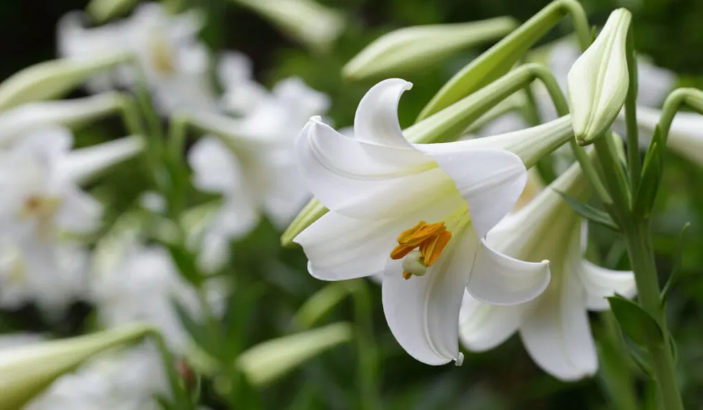 longiflorum lily macro closeup