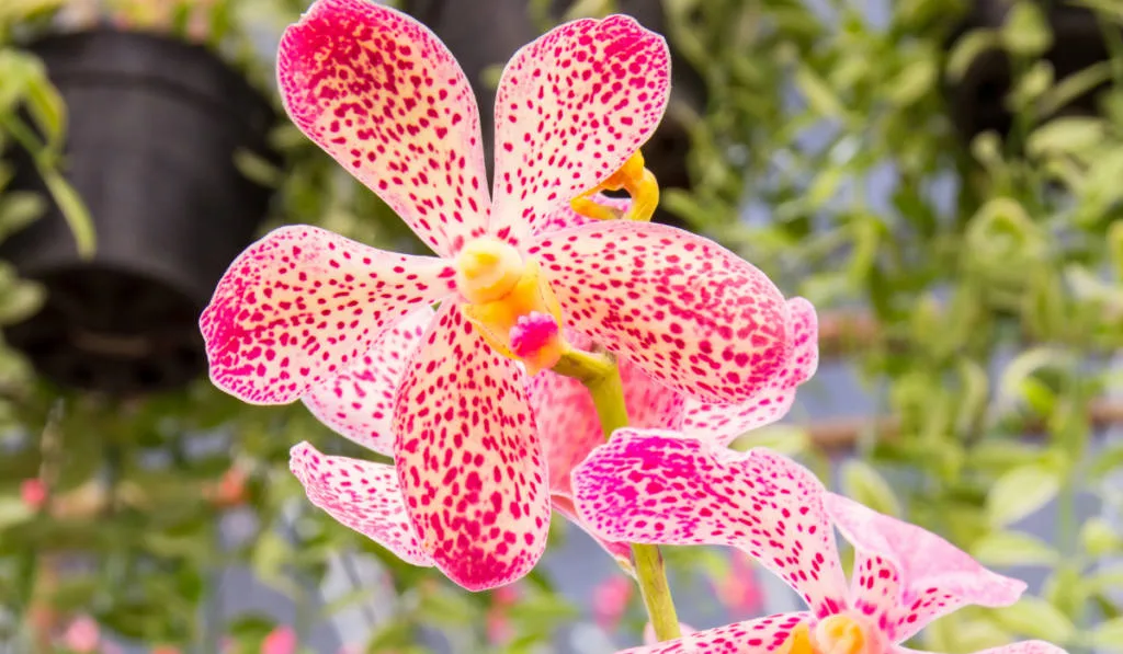 Close up photo of a pink orchid in the garden