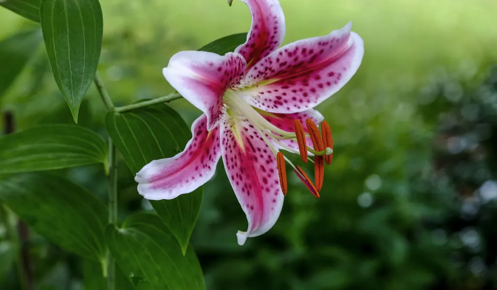 oriental lily closeup