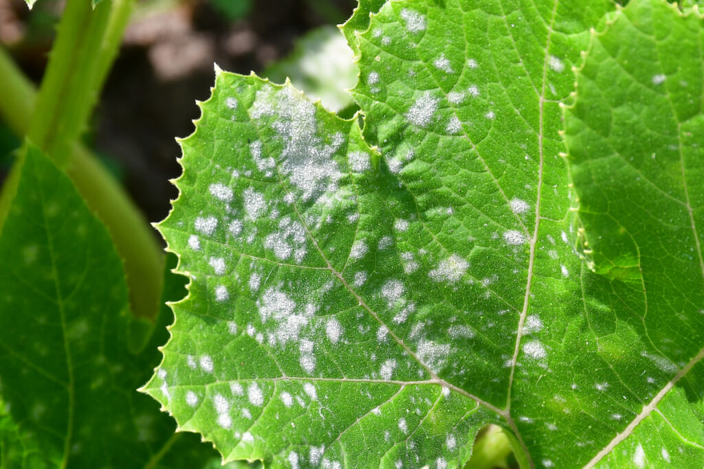 powdery mildew affecting leaves of zucchini plant