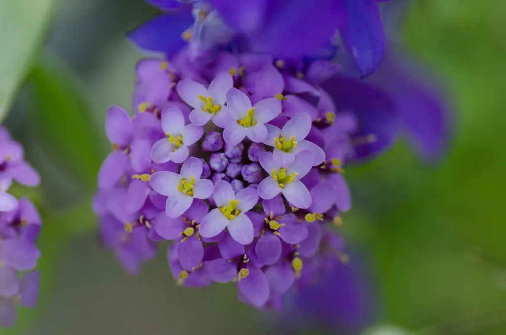 pretty purple Candytuft flower in the garden