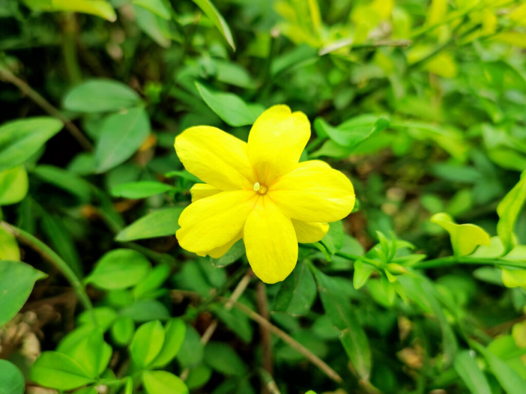pretty yellow Primrose Jasmine  flower in the garden