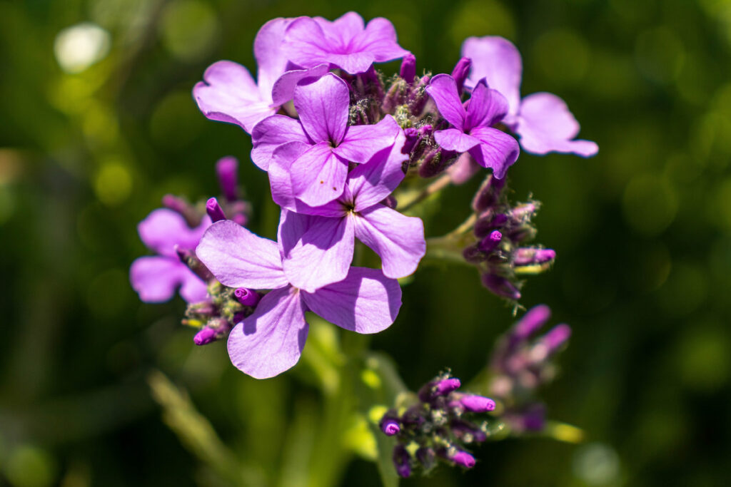 purple Honesty flower beautifully blooming