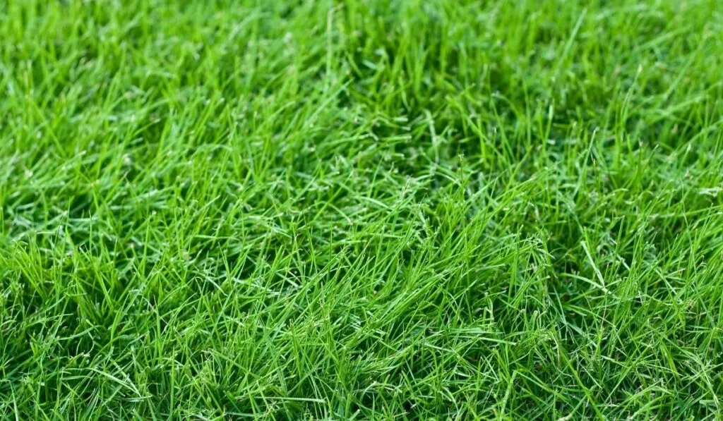 tall fescue grass on the lawn
