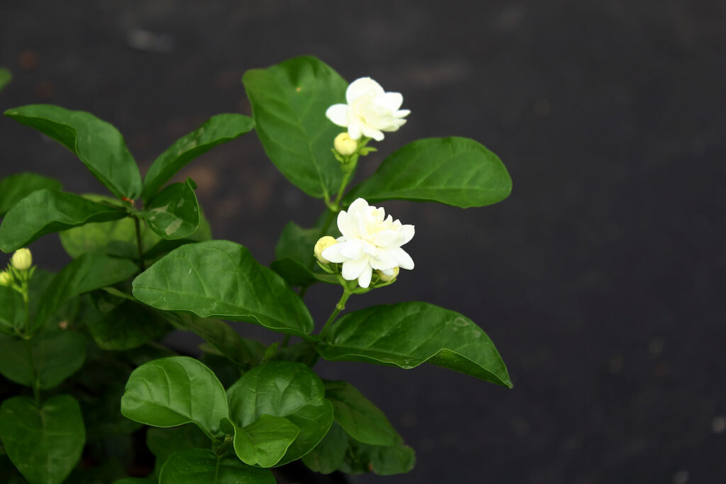 two cute Indian Jasmine flowers on a plant 