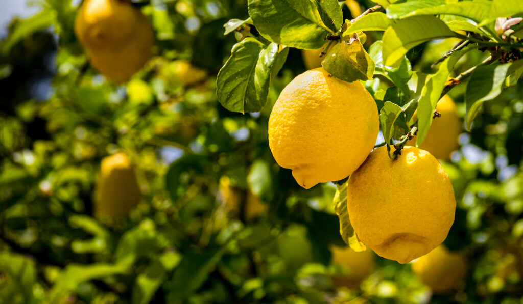two organic citrons