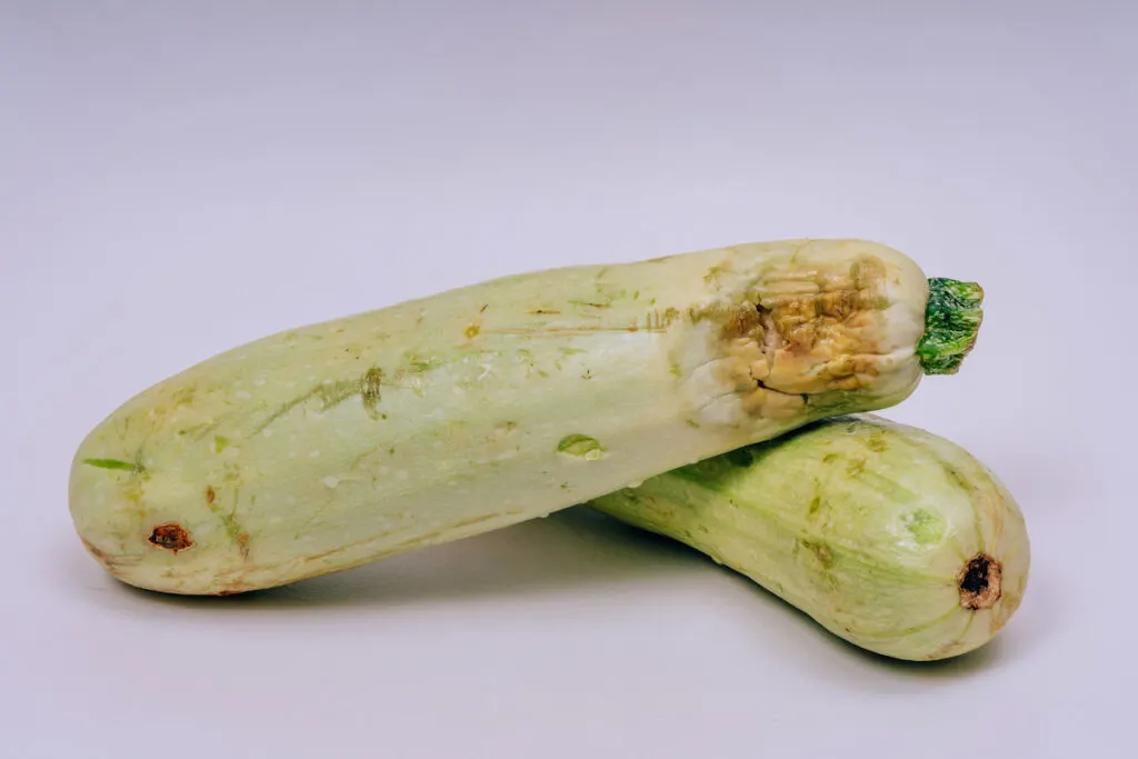 two rotten spoiled light colored zucchini
