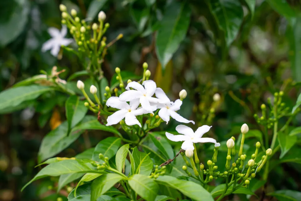 white Star Jasmine flowers in the field