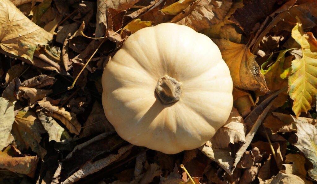 white pumpkin on a bed of leaves