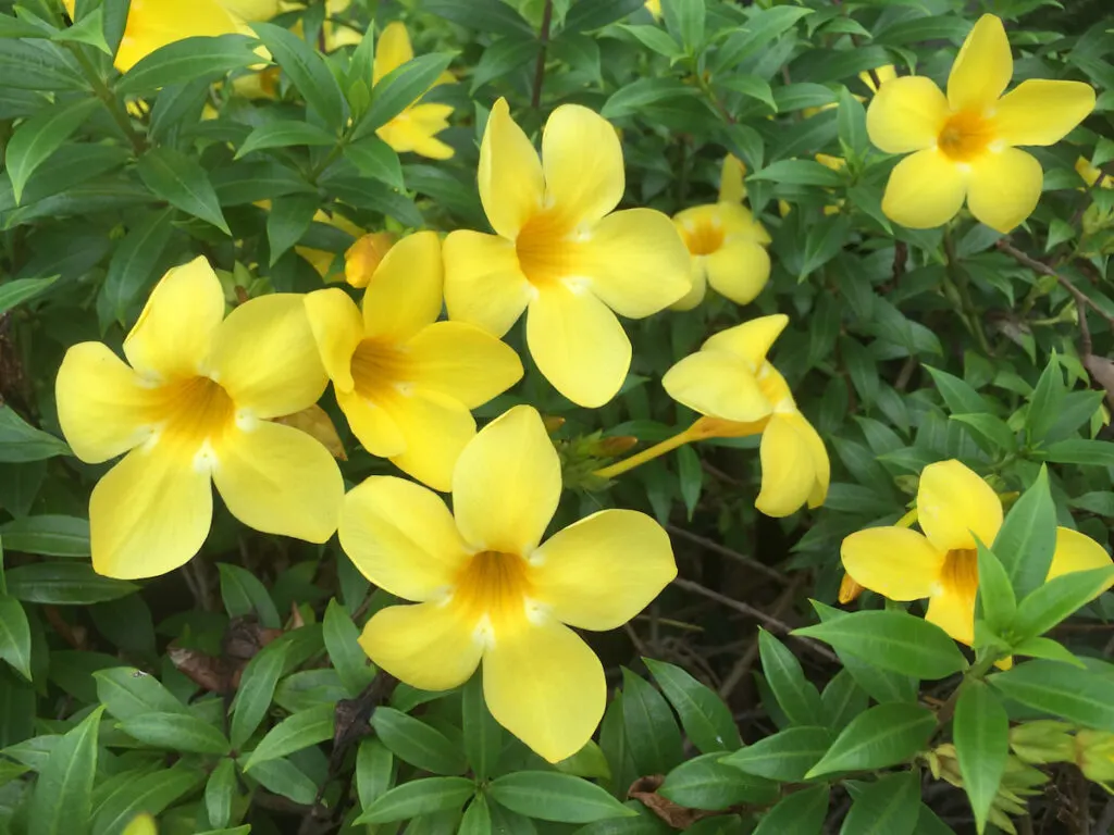 yellow Italian Jasmine flowers in the garden
