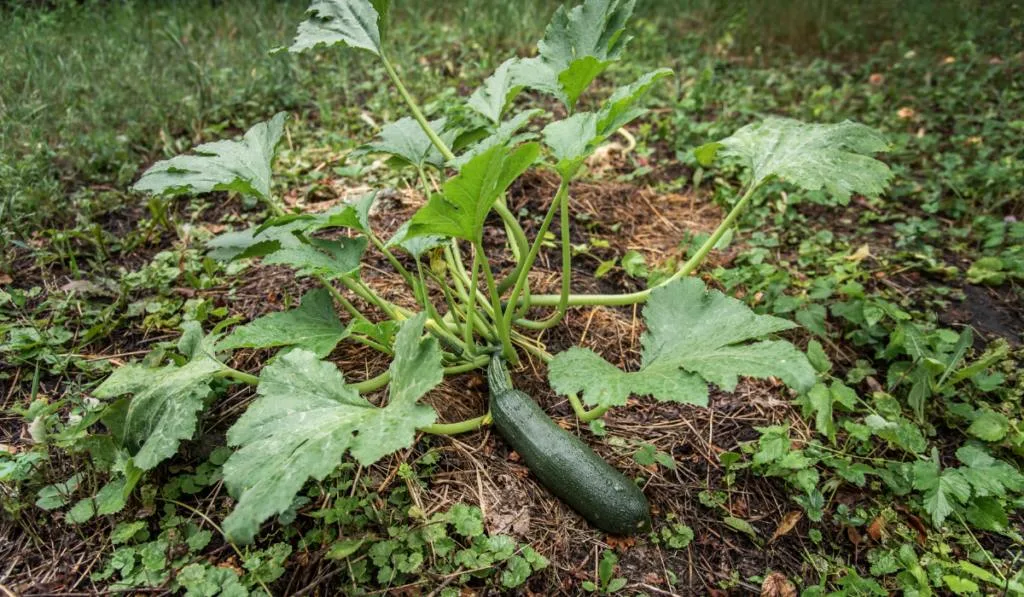 Zucchini planted in the ground