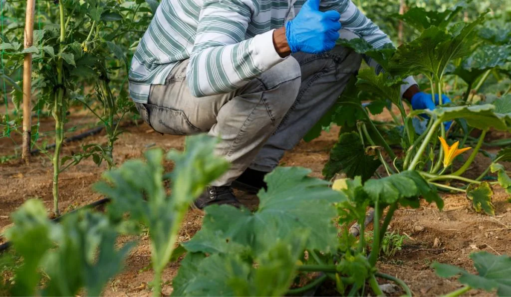 A man with the zucchini plants and other plants at his back