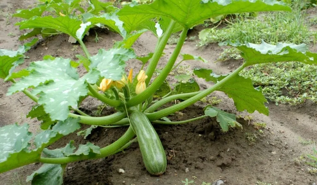 zucchini plant