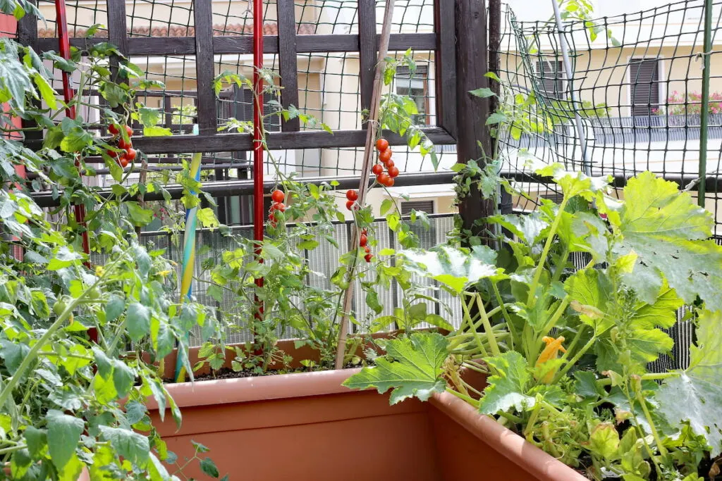 zucchini plants beside tomato plants in the garden 