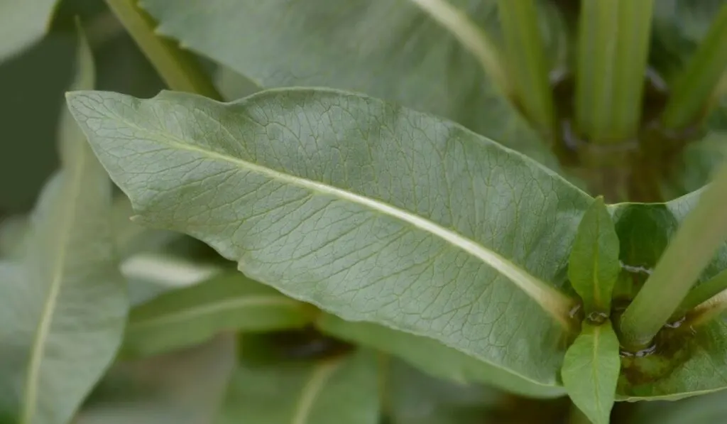 indian teasel leaves