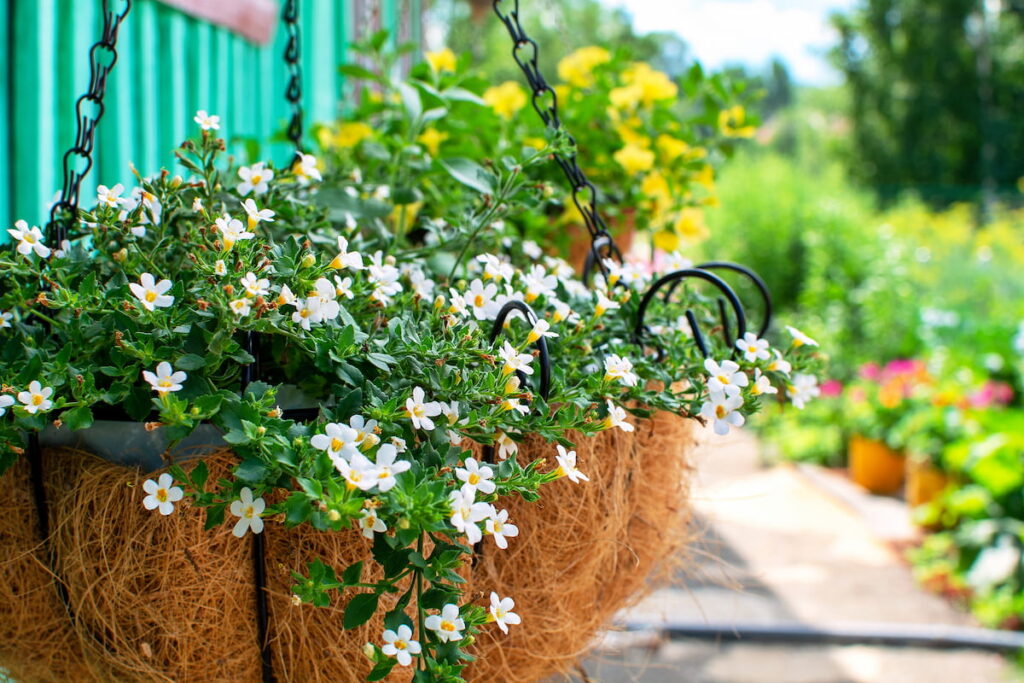 Bacopa white flowers blooming in a hanging flower pot