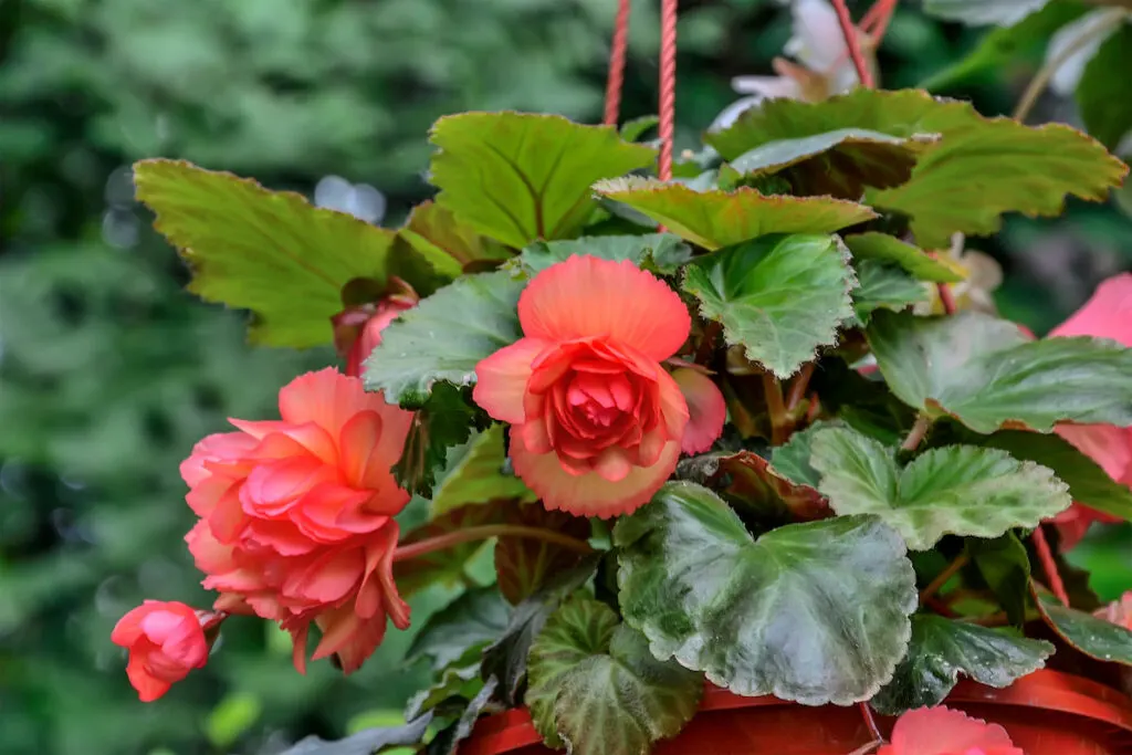 Begonia plant with red flowers in a flower pot in the garden
