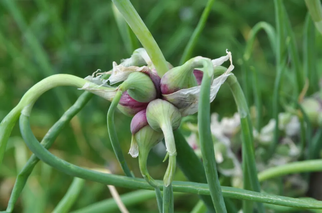 Egyptian Onions in the field 