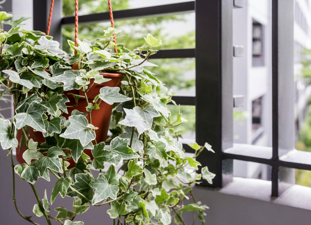 English Ivy plant on a hanging pot by the window