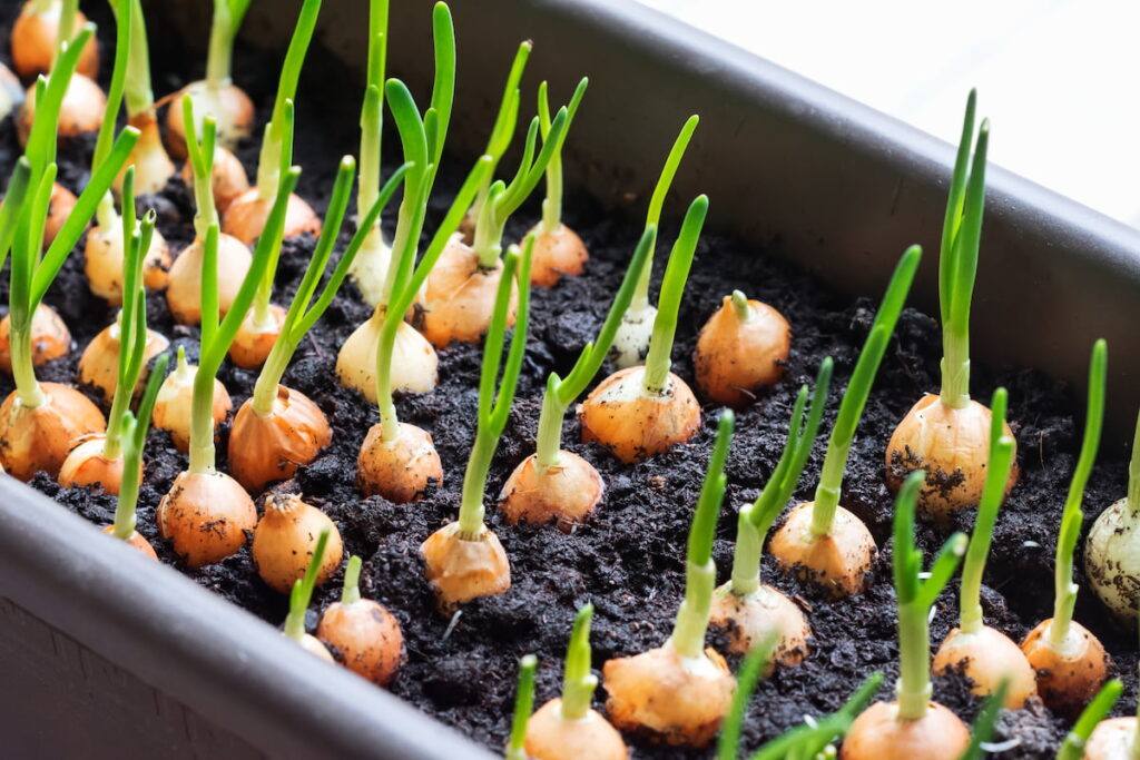 Onion seedlings growing in a container