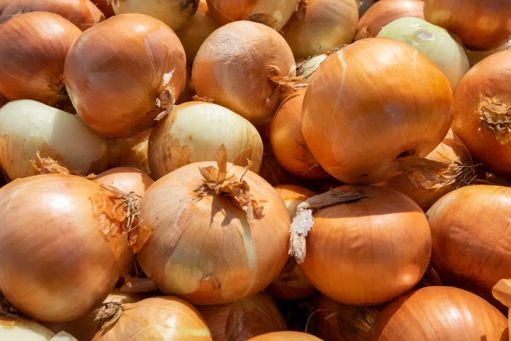 a bunch of Spanish Onions 