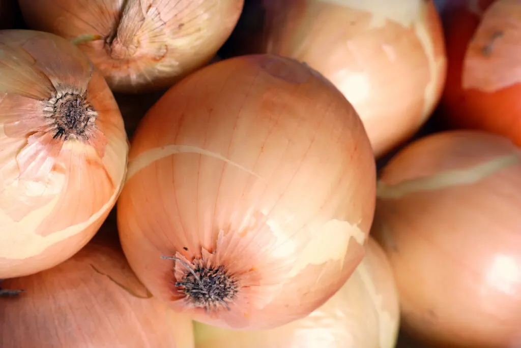 a pile of Maui onions sweet onions in the market