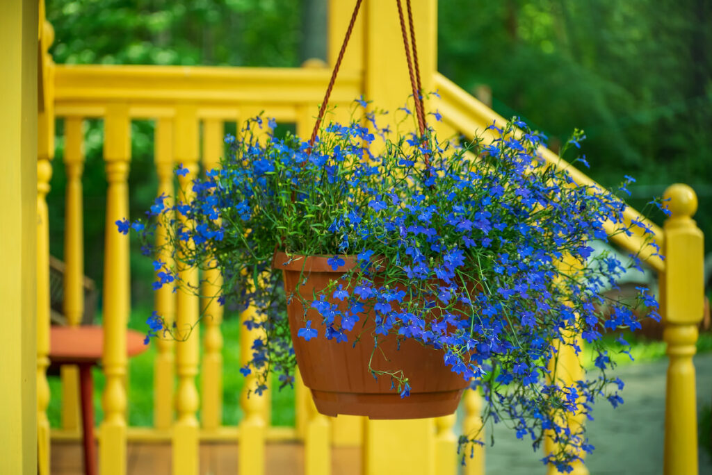 blue Lobelia flowers planted in a hanging pot in the garden