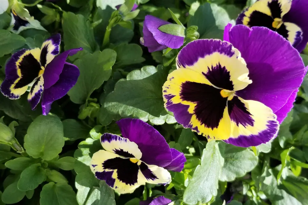 colorful flowers of Pansies plant in the garden