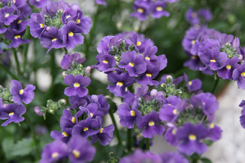 purple flowers of Nemesia plant in the backyard