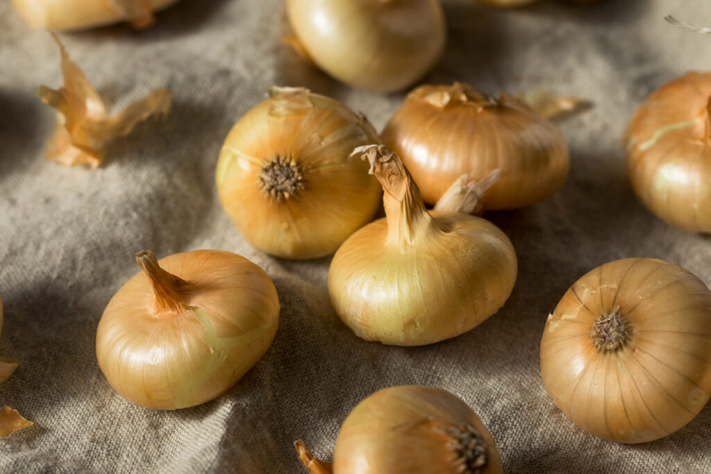 raw Cipollini Onions on the table cloth