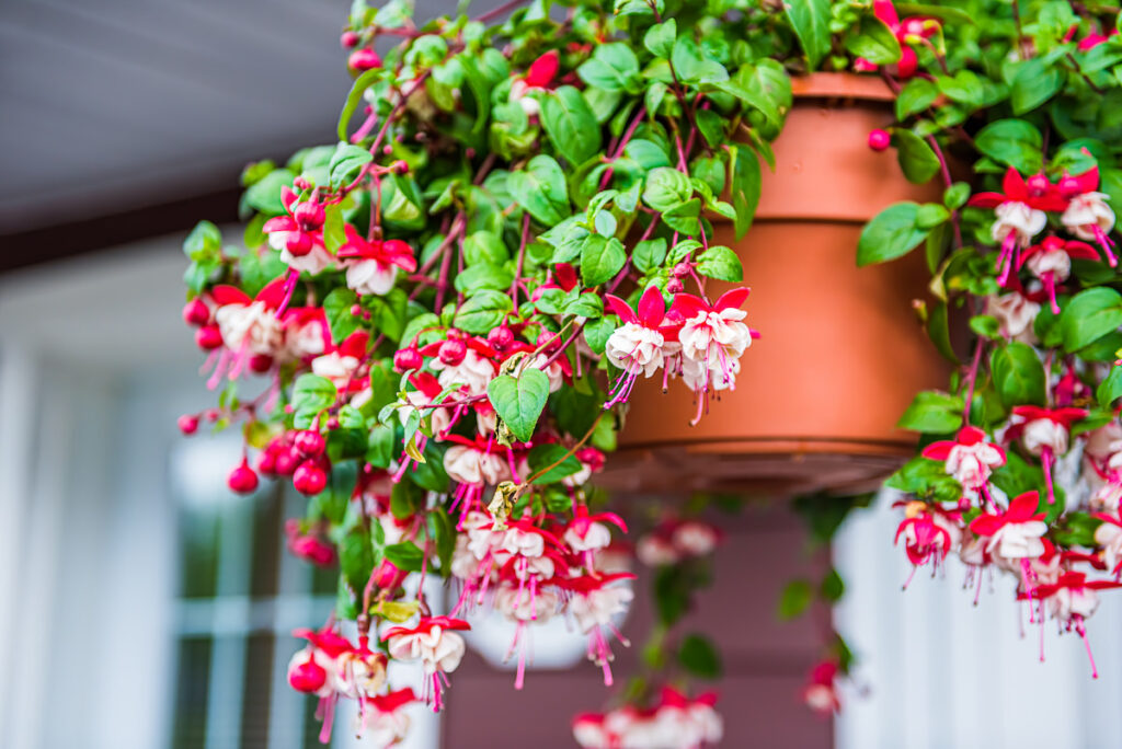 red and white hanging Fuschia in a hanging basket outdoors 