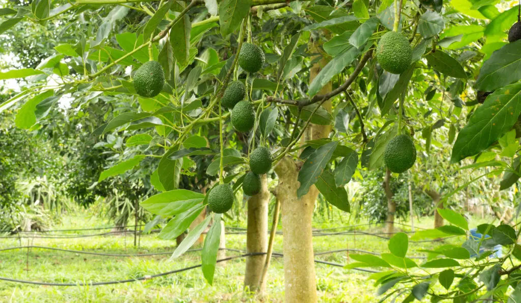 Avocados growing on a tree
