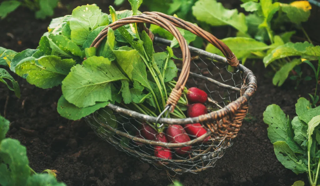 Fresh red radishes with leaves in a basket ee220331
