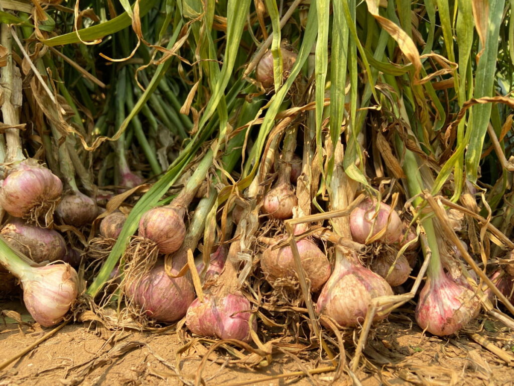 Freshly harvested shallots from the field