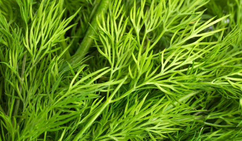 Green leaves of dill ee220331
