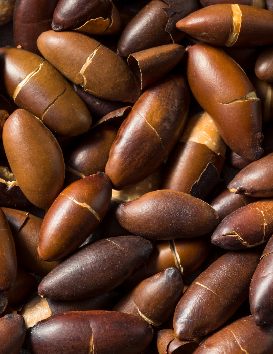 Raw-Brown-Organic-Brazilian-Baru-Nuts-ee220331-