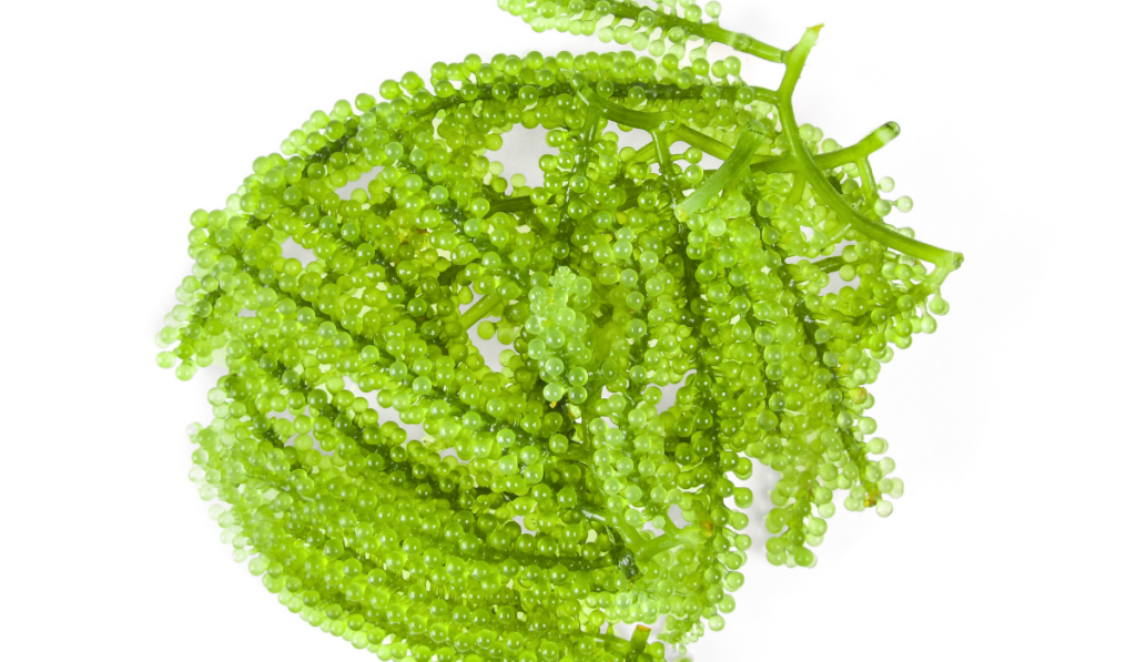 Sea grapes ( green caviar ) seaweed on white background ee220331 