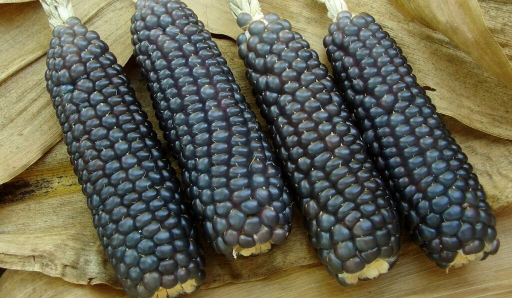 blue corn - ss220324
