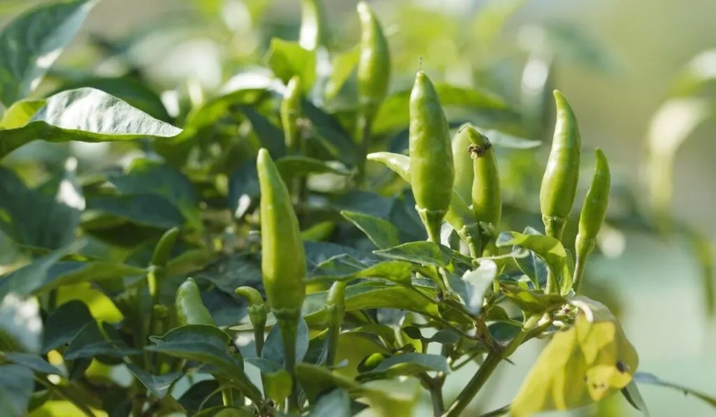 chili pepper plant - ee220401